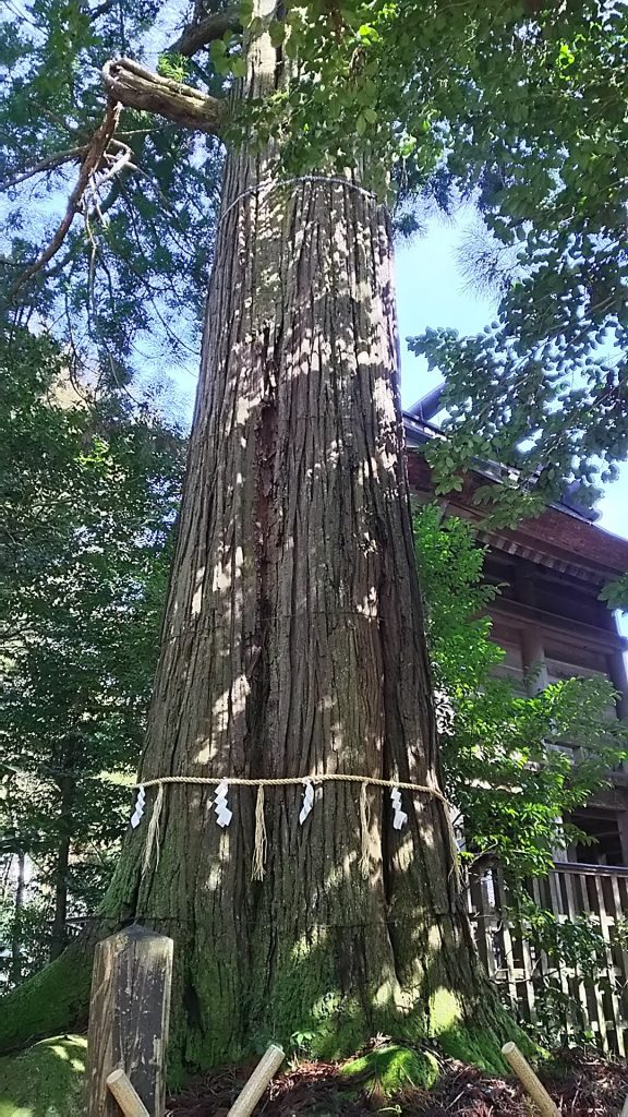 御神木 樹齢1300年 ここからとてつもないパワーが出ている・・・らしい